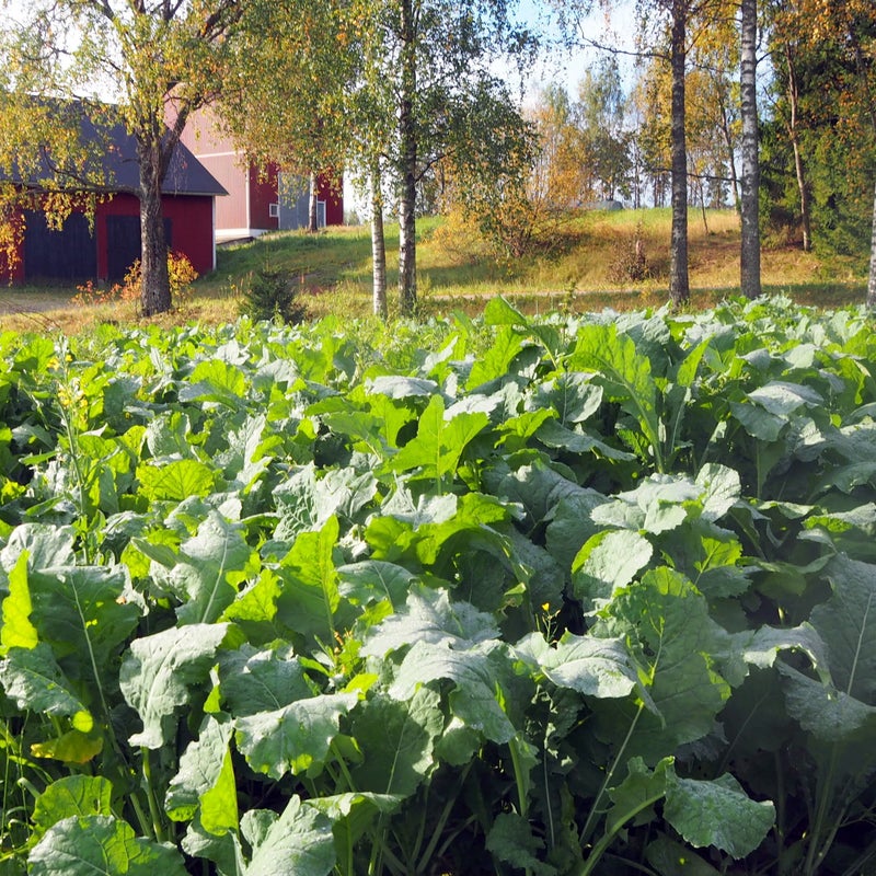Malmg&aring;rd Game Seed Diana Forage Rapeseed 3 kg