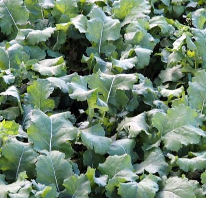 Malmg&aring;rd Game Seed Diana Forage Rapeseed 3 kg